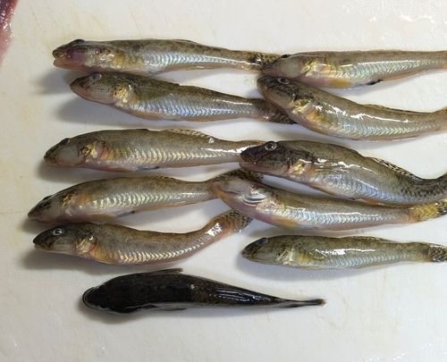 マハゼの釣果