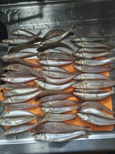 キスの釣果