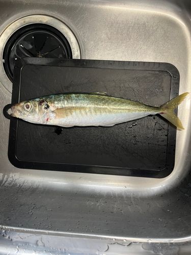アオアジの釣果