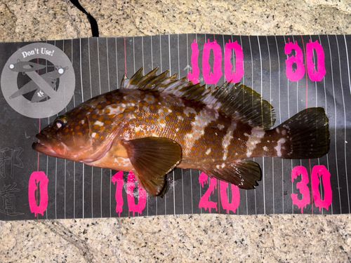 アコウの釣果
