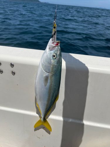 ヤズの釣果