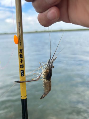 テナガエビの釣果