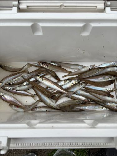キスの釣果