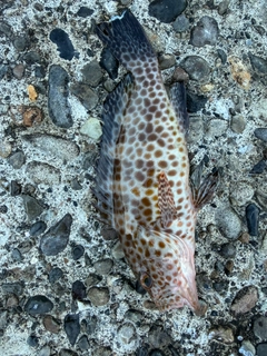 オオモンハタの釣果