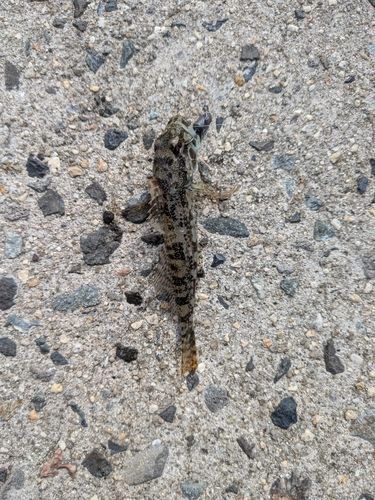 アナハゼの釣果