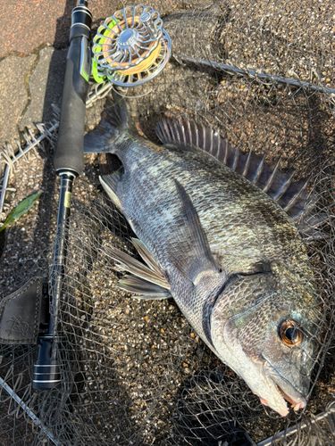 クロダイの釣果