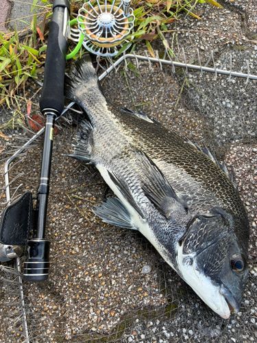 クロダイの釣果