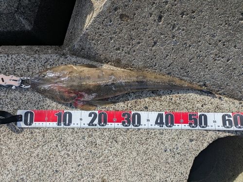 マゴチの釣果