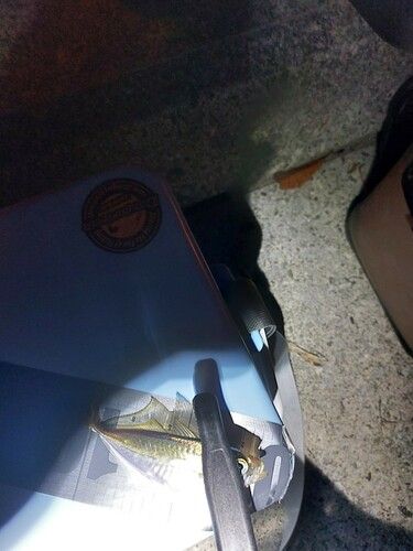 アジの釣果