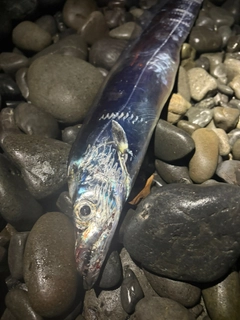 タチウオの釣果