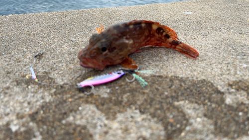 アラカブの釣果