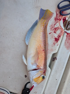 アマダイの釣果
