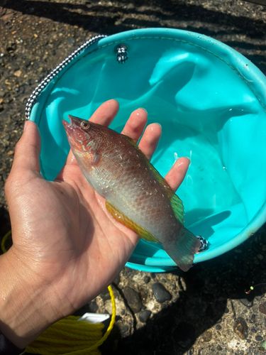 ベラの釣果