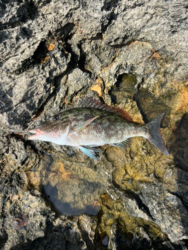 キツネフエフキの釣果