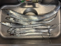 タチウオの釣果