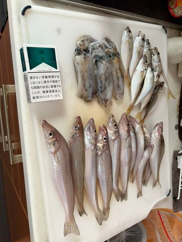 キスの釣果