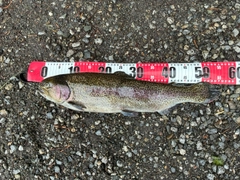 ニジマスの釣果