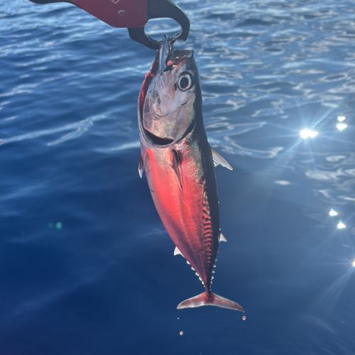 カツオの釣果