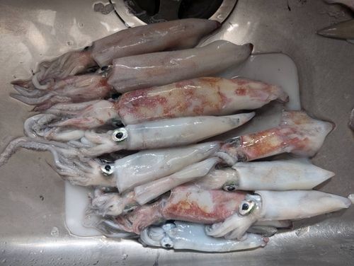 マイカの釣果