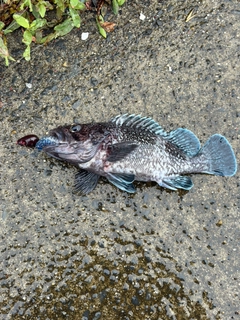 マゾイの釣果