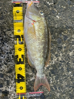ムネアカクチビの釣果