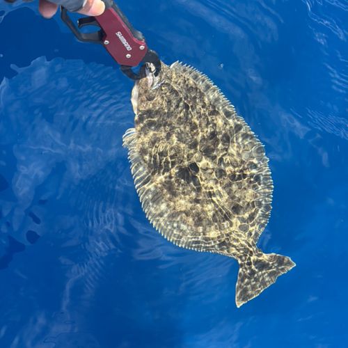 ヒラメの釣果
