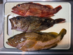 アコウの釣果