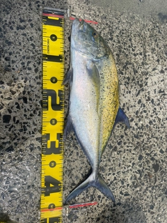 カスミアジの釣果