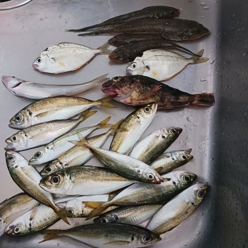 アジの釣果