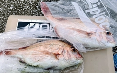 マダイの釣果