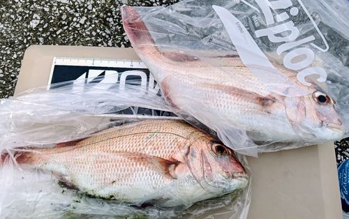 マダイの釣果