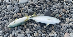 ワカシの釣果