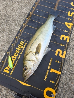 シーバスの釣果