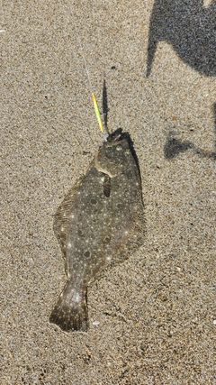ソゲの釣果