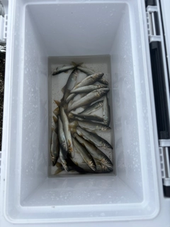 アユの釣果