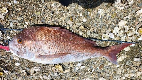 マダイの釣果