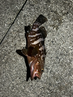 アコウの釣果