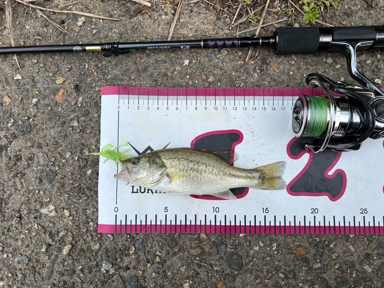 DAIWA 18イグジスト FC LT2000S-Pの最安値・インプレ・釣果 | 本音の