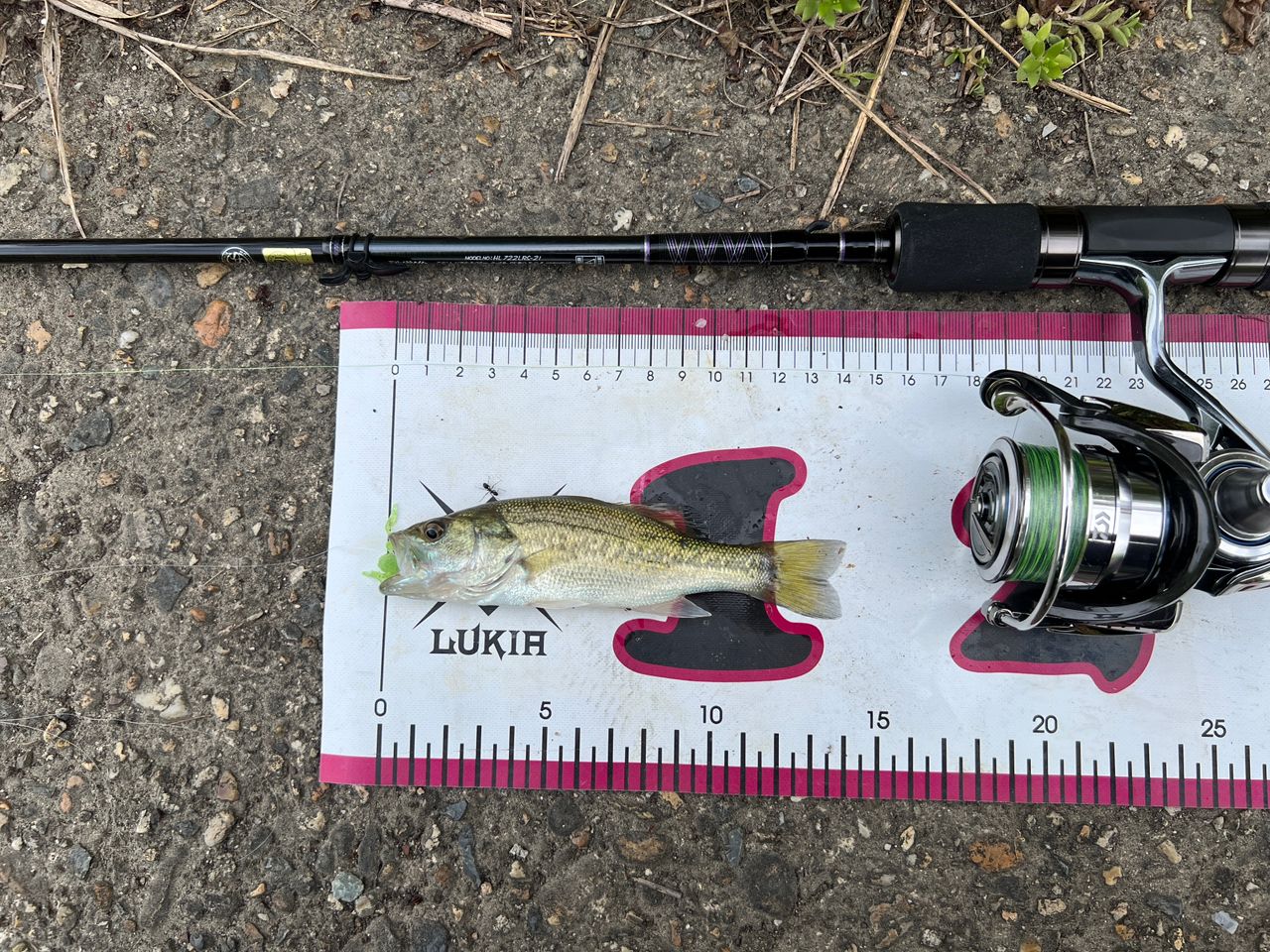 DAIWA 18イグジスト FC LT2000S-Pの最安値・インプレ・釣果 | 本音の