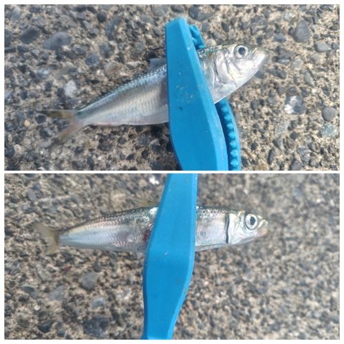 サッパの釣果