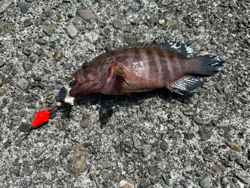 ヤミハタの釣果