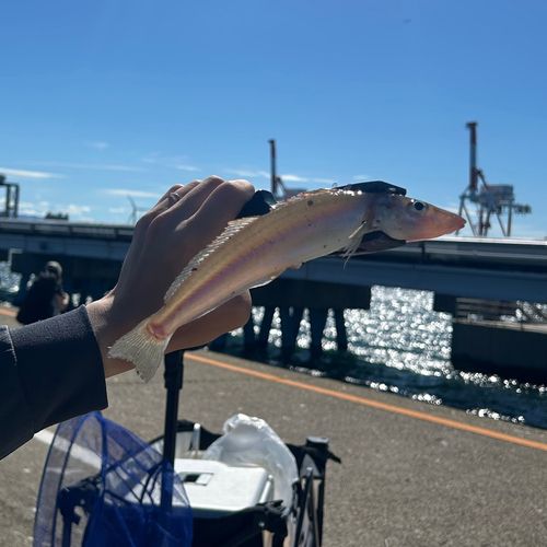 キスの釣果