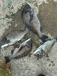 チヌの釣果