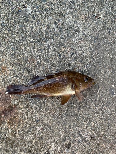 ガヤの釣果