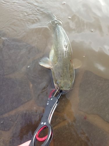 マナマズの釣果