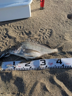 チヌの釣果