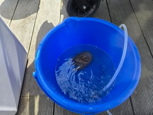 シャコエビの釣果
