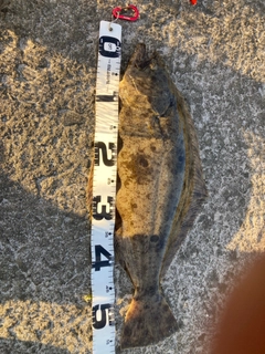 ヒラメの釣果