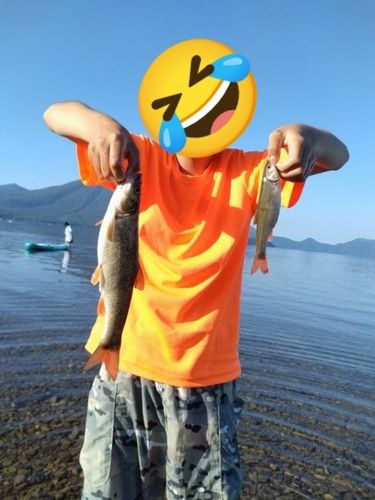 ウグイの釣果