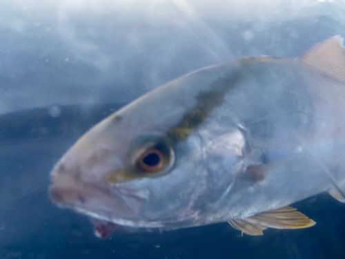 ショゴの釣果